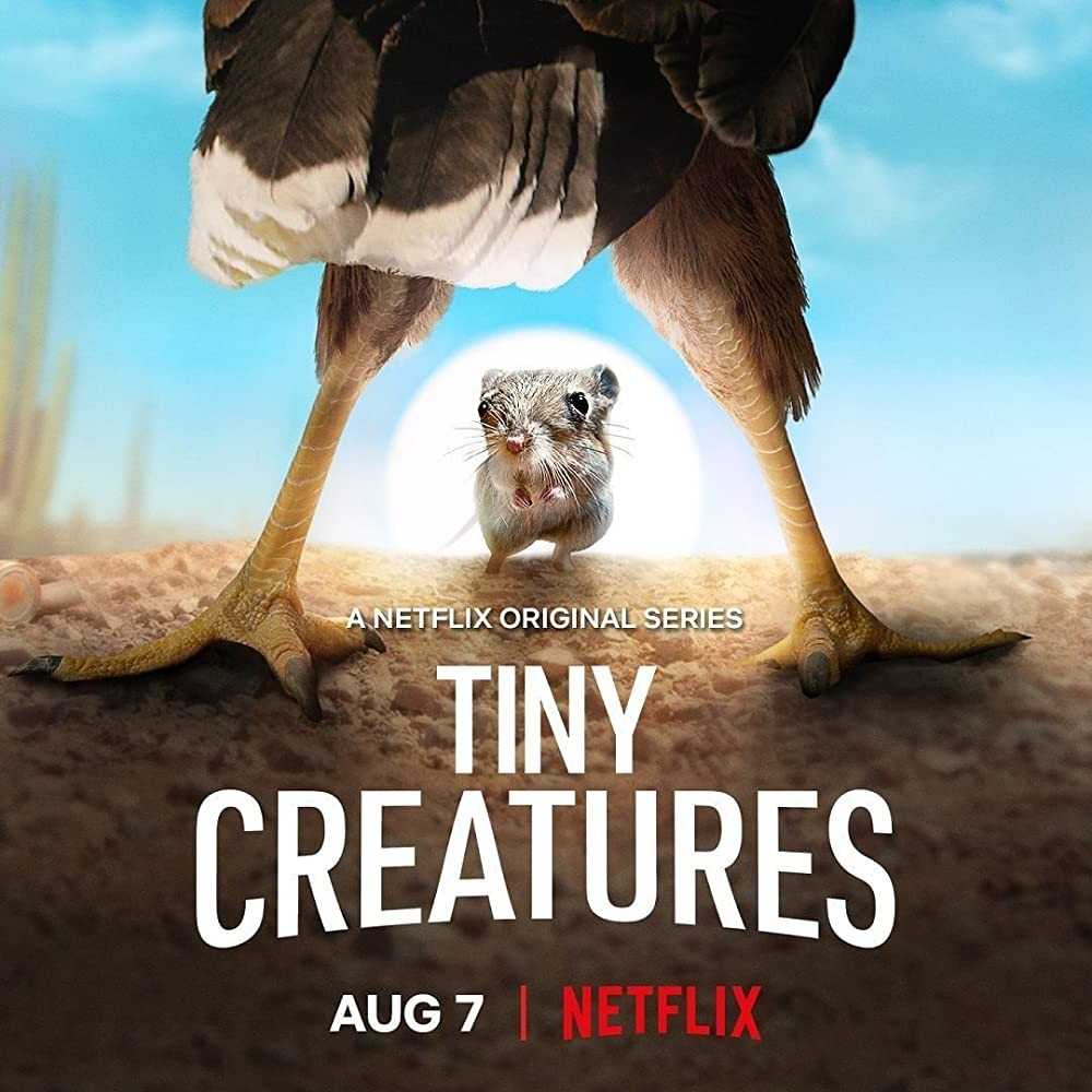 4K 《微观世界》Tiny Creatures][全08集][英语中字]